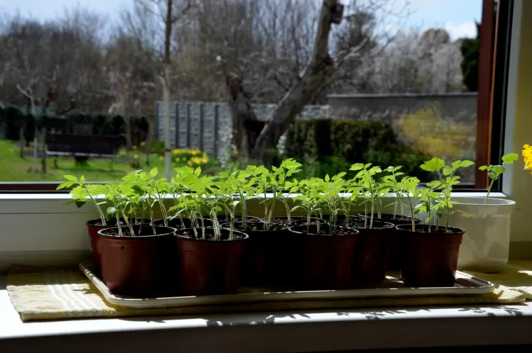 Best Early Cropping Tomatoes To Grow from Seeds